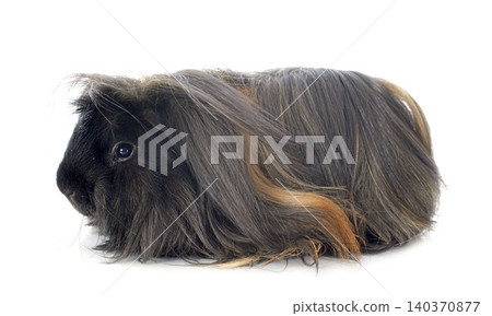 Peruvian Guinea Pig Peruvian Guinea Pig 140370877