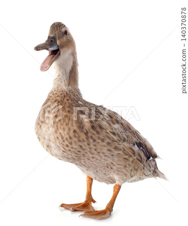 female duck female duck 140370878