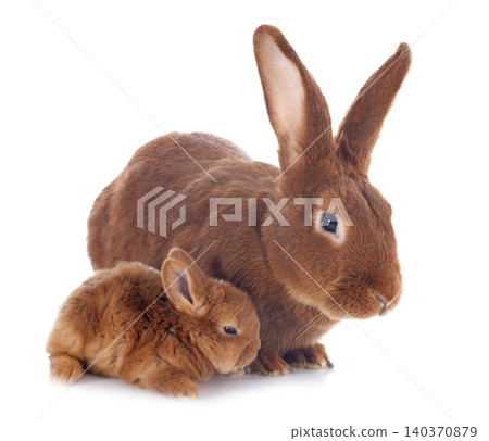 young rabbit and mother young rabbit and mother 140370879