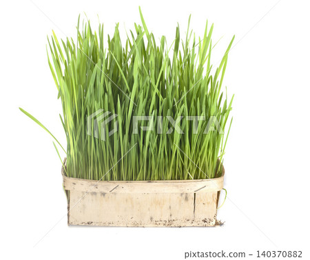 catmint catmint 140370882