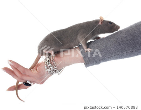 gray rat in studio gray rat in studio 140370888