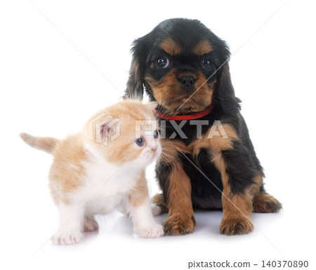 persian kitten and puppy persian kitten and puppy 140370890