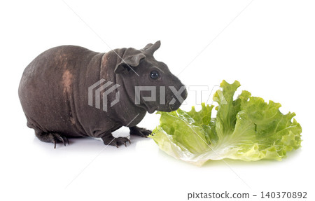 guinea pig in studio guinea pig in studio 140370892