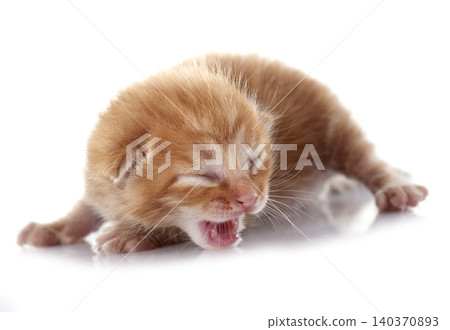 ginger kitten 140370893