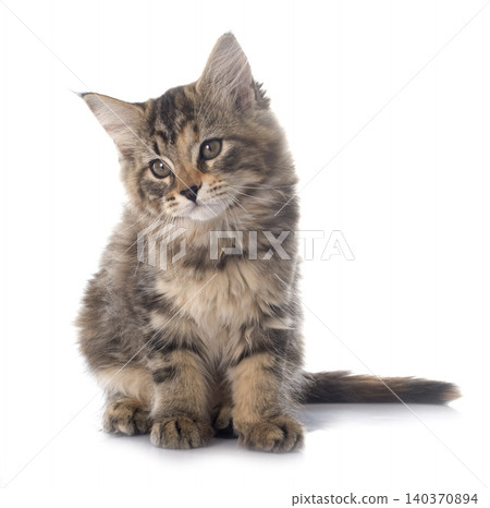 maine coon kitten maine coon kitten 140370894