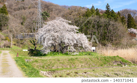 Aizu Five Cherry Trees: Ishibe Cherry Tree (Natural Monument) - Fukushima Prefecture Aizu Five Cherry Trees: Ishibe Cherry Tree (Natural Monument) - Fukushima Prefecture 140371041