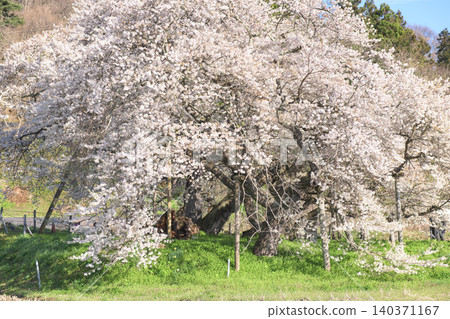 Aizu Five Cherry Trees: Ishibe Cherry Tree in Full Bloom, Natural Monument, Fukushima Prefecture Aizu Five Cherry Trees: Ishibe Cherry Tree in Full Bloom, Natural Monument, Fukushima Prefecture 140371167