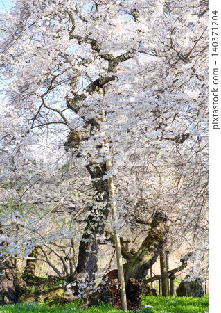 Aizu Five Cherry Trees: Ishibe Cherry Tree in Full Bloom, Natural Monument, Fukushima Prefecture Aizu Five Cherry Trees: Ishibe Cherry Tree in Full Bloom, Natural Monument, Fukushima Prefecture 140371204