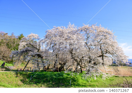 Aizu Five Cherry Trees: Ishibe Cherry Tree in Full Bloom, Natural Monument, Fukushima Prefecture Aizu Five Cherry Trees: Ishibe Cherry Tree in Full Bloom, Natural Monument, Fukushima Prefecture 140371267