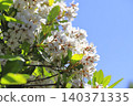 White wheel plum (sharinbai) flower 140371335