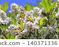 White wheel plum (sharinbai) flower 140371336
