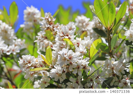 White wheel plum (sharinbai) flower White wheel plum (sharinbai) flower 140371336