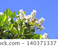 White wheel plum (sharinbai) flower 140371337