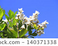 White wheel plum (sharinbai) flower 140371338