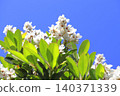 White wheel plum (sharinbai) flower 140371339