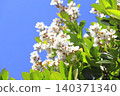 White wheel plum (sharinbai) flower 140371340