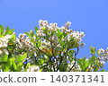 White wheel plum (sharinbai) flower 140371341