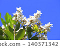 White wheel plum (sharinbai) flower 140371342