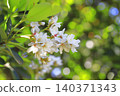 White wheel plum (sharinbai) flower 140371343