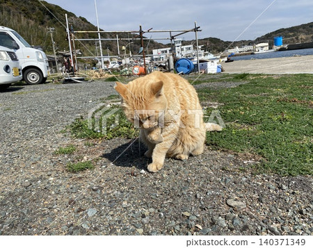 愛島流浪貓 愛島流浪貓 140371349