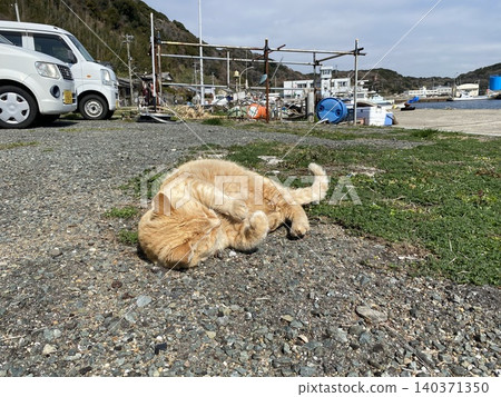 愛島流浪貓 140371350