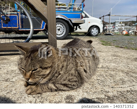 Aishima Stray Cats 140371352