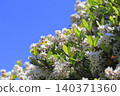 White wheel plum (sharinbai) flower 140371360