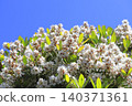 White wheel plum (sharinbai) flower 140371361