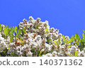 White wheel plum (sharinbai) flower 140371362
