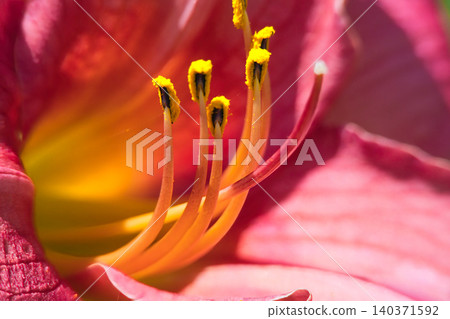 紅百合花雄蕊和雌蕊的特寫。 紅百合花雄蕊和雌蕊的特寫。 140371592