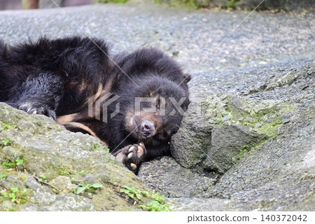 Black bears at the bear park 140372042