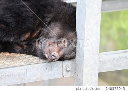 Black bears at the bear park 140372043