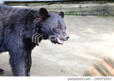 Black bears at the bear park 140372051