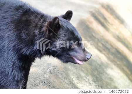 Black bears at the bear park 140372052