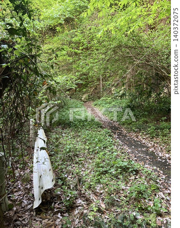 一條僻靜的廢棄道路,綠意盎然。 一條僻靜的廢棄道路,綠意盎然。 140372075