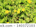 Small butterfly flowers 140372103