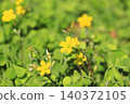 Small butterfly flowers 140372105