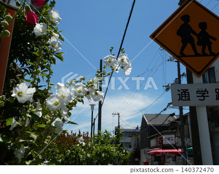 開花在路的花 開花在路的花 140372470