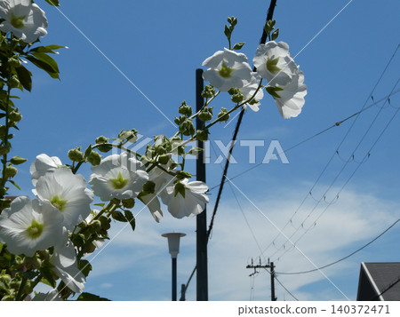 開花在路的花 140372471