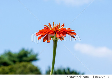 Red zinnia flowers stand out against the blue sky. Red zinnia flowers stand out against the blue sky. 140372597