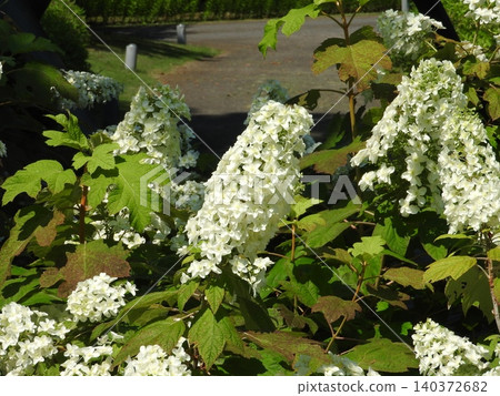 A flower of "Oakleaf Hydrangea" that stands up like a tower and is also called a pyramid hydrangea A flower of "Oakleaf Hydrangea" that stands up like a tower and is also called a pyramid hydrangea 140372682
