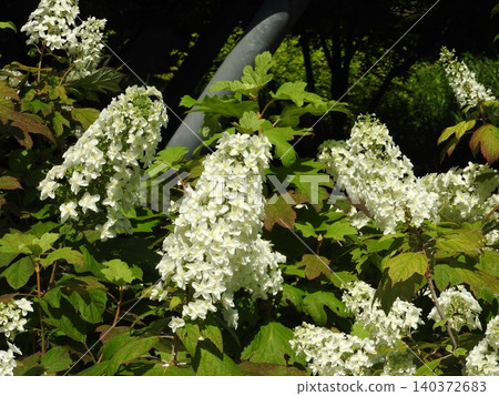 A flower of "Oakleaf Hydrangea" that stands up like a tower and is also called a pyramid hydrangea A flower of "Oakleaf Hydrangea" that stands up like a tower and is also called a pyramid hydrangea 140372683