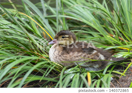 Mandarin ducklings 140372865