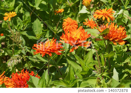 Bright orange zinnias blooming in the summer flowerbed Bright orange zinnias blooming in the summer flowerbed 140372878