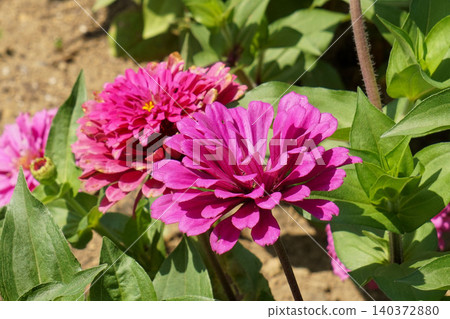 夏日花壇盛開著粉紅色的百日菊。 夏日花壇盛開著粉紅色的百日菊。 140372880