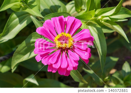 A close-up of pink zinnias blooming against a backdrop of green leaves. 140372881