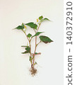 Houttuynia cordata (white background) 140372910