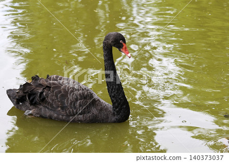 Black swan on the lake Black swan on the lake 140373037