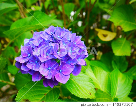 Purple hydrangea Purple hydrangea 140373107