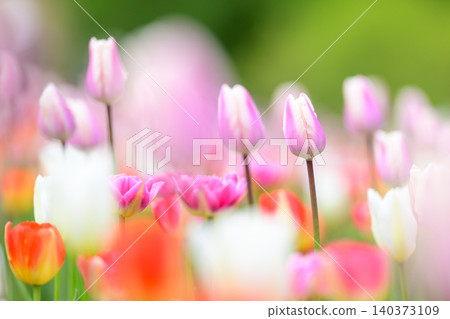 Tulip field in full bloom Tulip field in full bloom 140373109